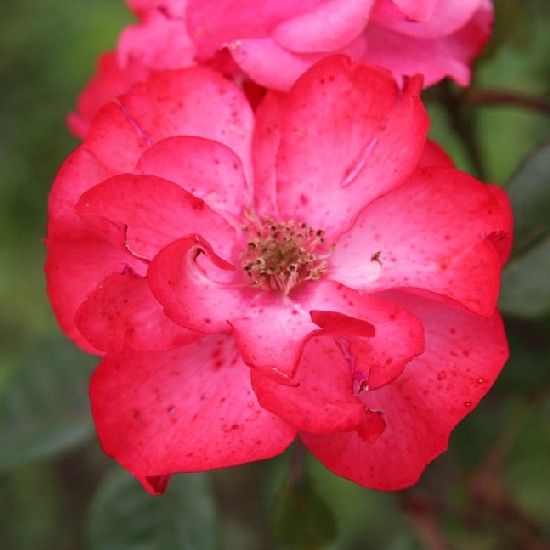Moson - Floribunda rózsa