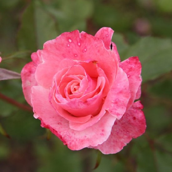 Nagy-Küküllő - Floribunda rózsa