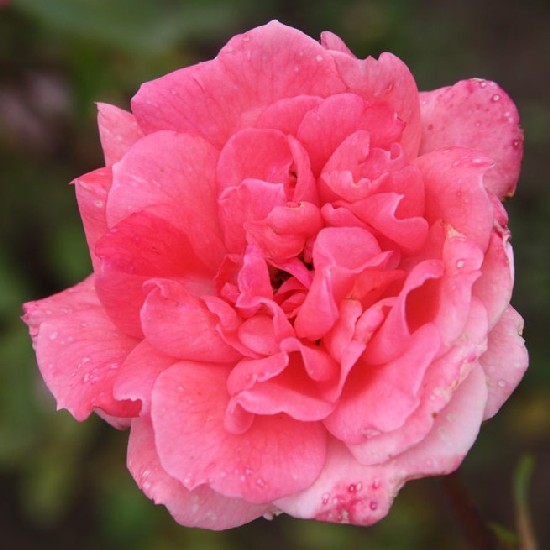 Németh László emléke - Floribunda rózsa