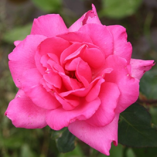 Nyárád - Teahibrid rózsa