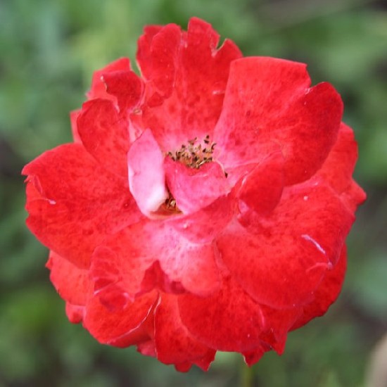 Nyék - Polianta rózsa
