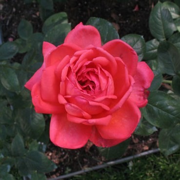 Ormos Imre emléke - Teahibrid rózsa