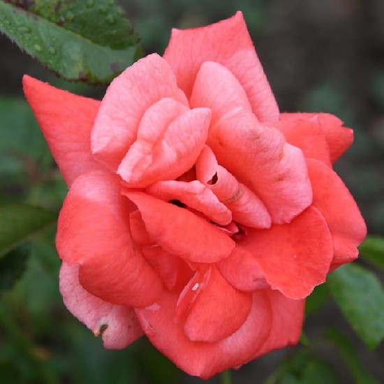 Ózd - Floribunda rózsa