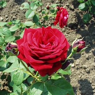 Pamina - Floribunda rózsa