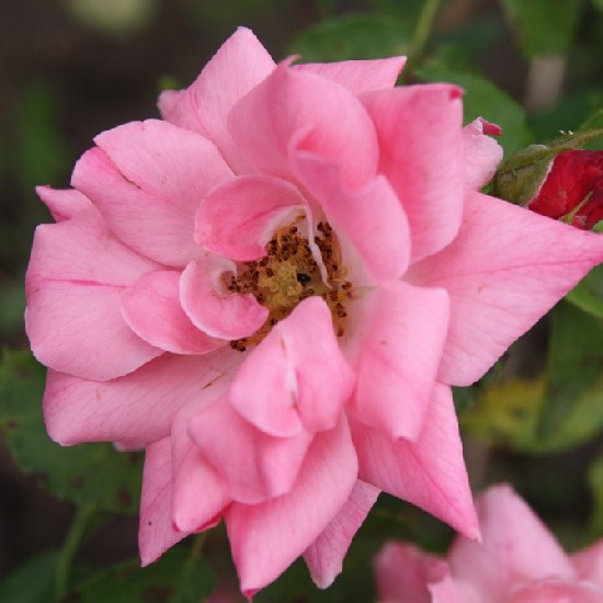 Papagena - Floribunda rózsa