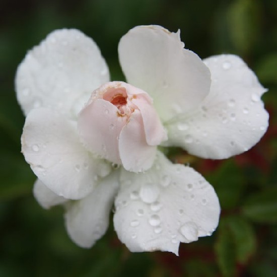 Parajd - Floribunda rózsa