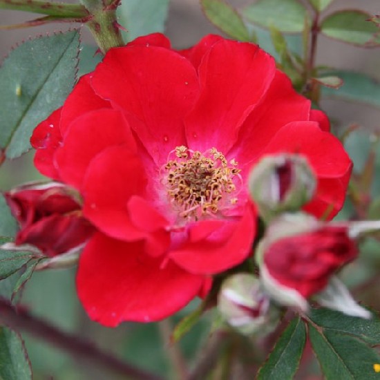 Pindurka - Miniatűr rózsa