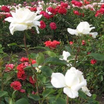 Portugáliai Szent Erzsébet - Teahibrid rózsa