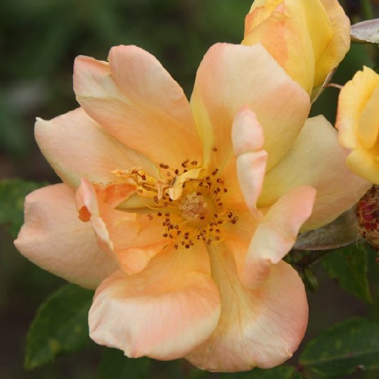 Pozsega - Polianta rózsa