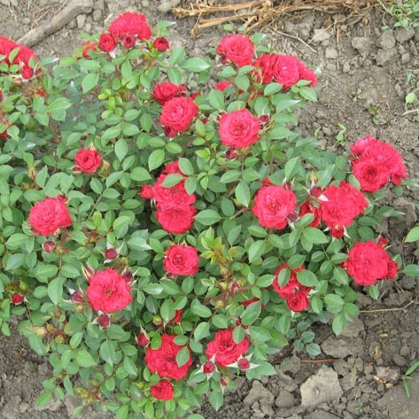 Pusztaszer - Miniatűr rózsa
