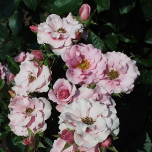 Regéc - Floribunda rózsa