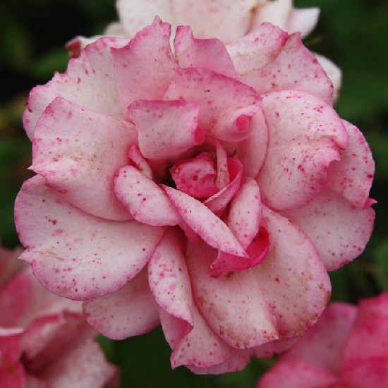 Reményik Sándor emléke - Floribunda rózsa