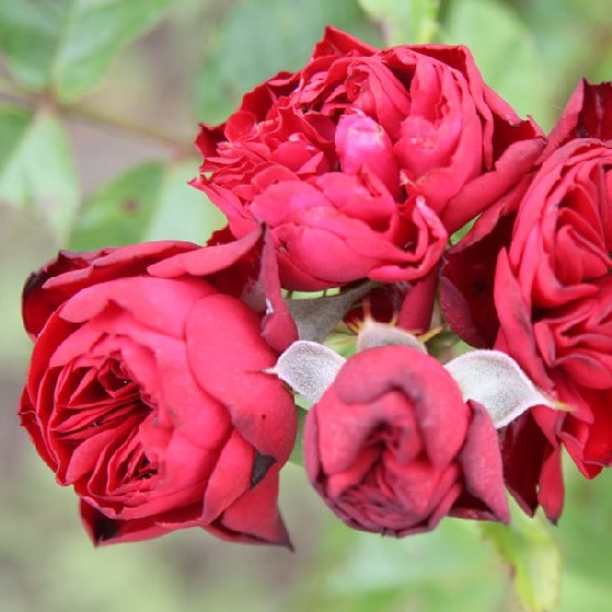 Rózsaszentmárton - Floribunda rózsa