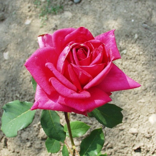Sasad - Teahibrid rózsa
