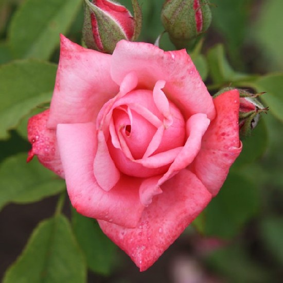 Semmelweis Ignác emléke - Teahibrid rózsa