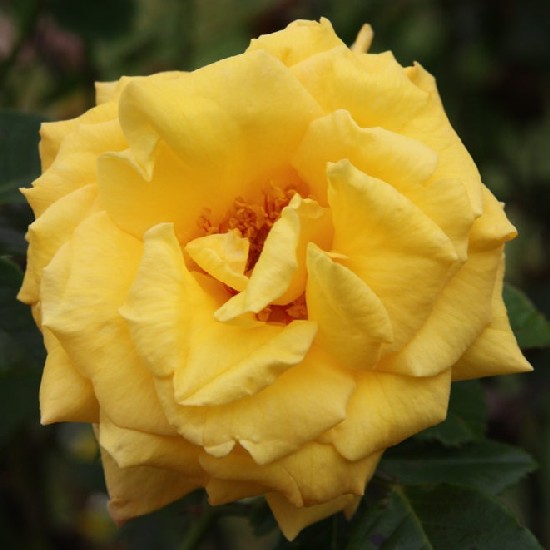 Skóciai Szent Margit emléke - Floribunda rózsa