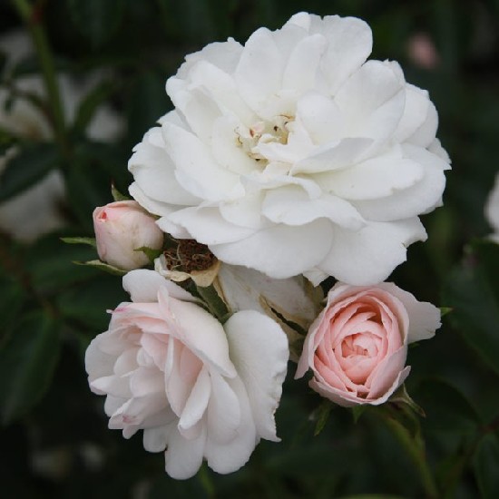 Sümeg - Floribunda rózsa