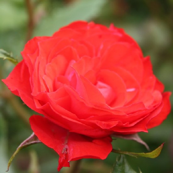Szabó Dezső emléke - Floribunda rózsa