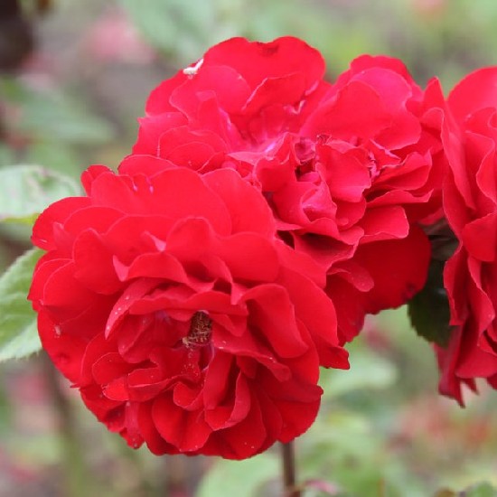 Szabolcs - Floribunda rózsa
