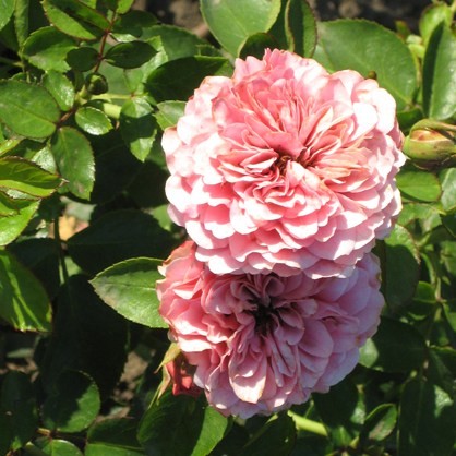 Szárszó - Floribunda rózsa