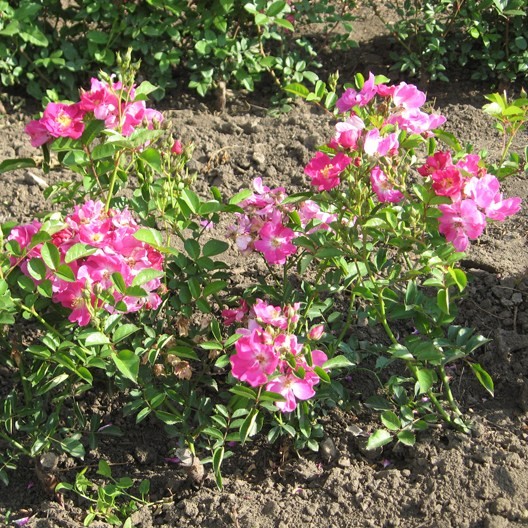 Szász Kálmán emléke - Polianta rózsa