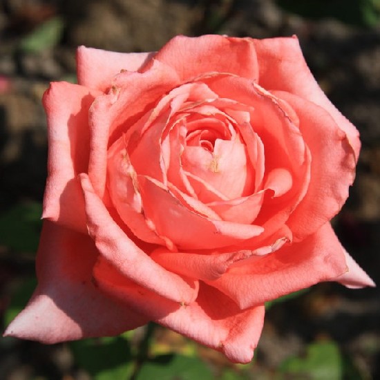 Széchenyi István emléke - Teahibrid rózsa