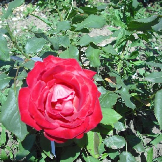 Szeged - Floribunda rózsa