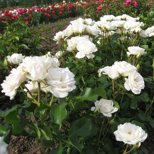 Szent Margit - Floribunda rózsa