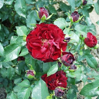 Széphalom - Floribunda rózsa