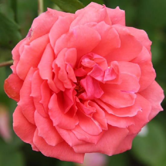 Szigetvár - Polianta rózsa