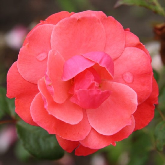 Szilágy - Floribunda rózsa