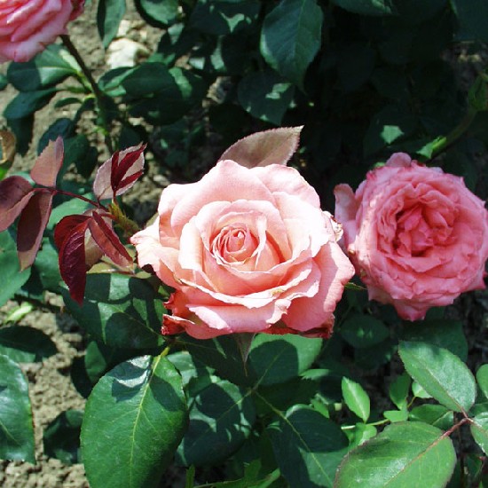 Sziporka - Teahibrid rózsa