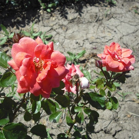 Szondy György emléke - Floribunda rózsa