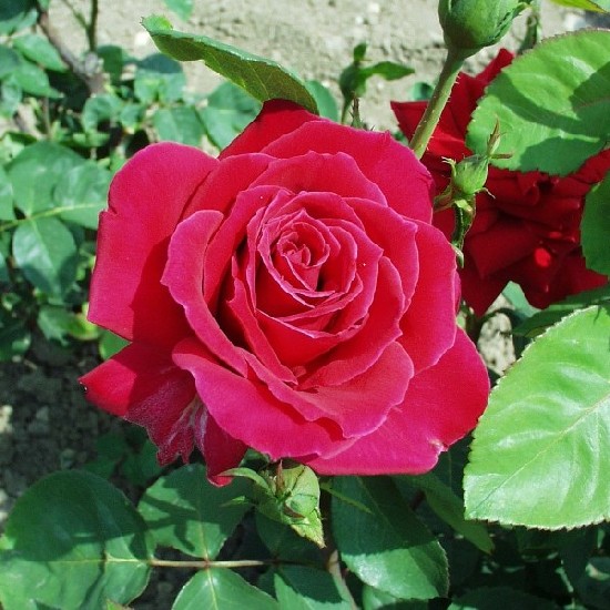 Szőreg - Teahibrid rózsa