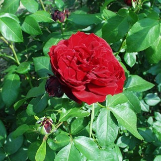 Tabán - Floribunda rózsa