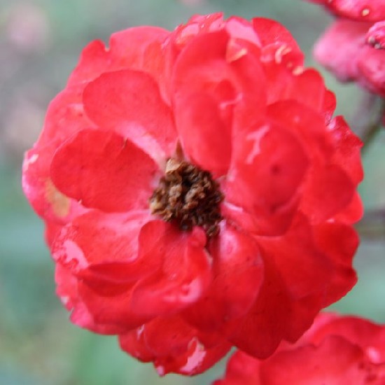 Tas - Polianta rózsa