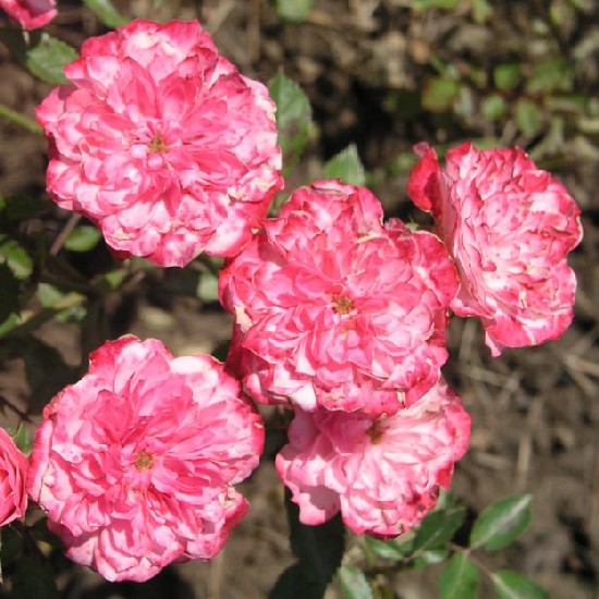 Titanilla - Miniatűr rózsa