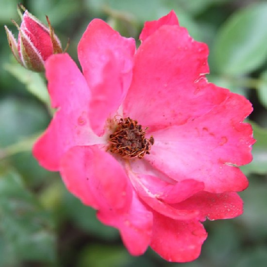 Töhötöm - Polianta rózsa
