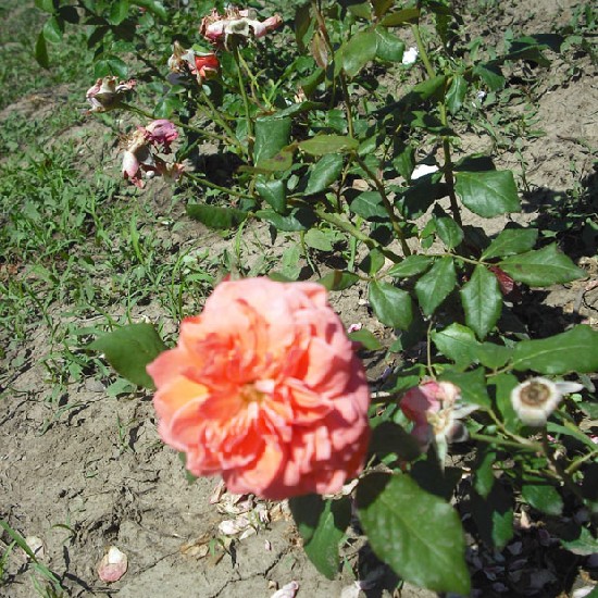 Tomori Pál emléke - Floribunda rózsa