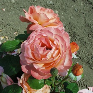 Törökbálint - Teahibrid rózsa