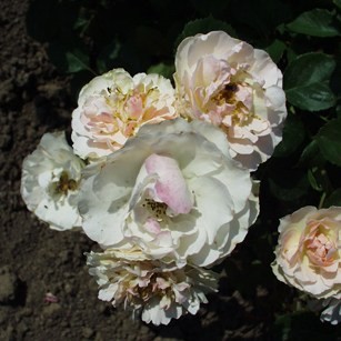Trianon - Floribunda rózsa