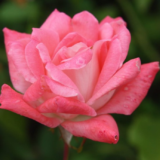 Tünde - Polianta rózsa