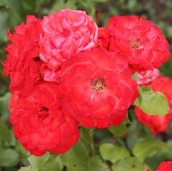 Vajdahunyad - Floribunda rózsa