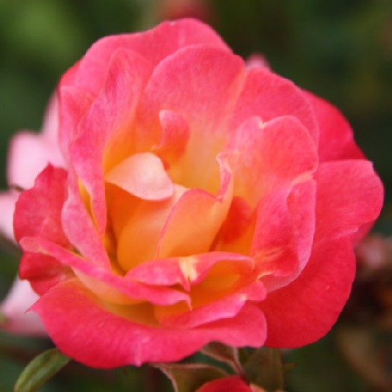 Verecke - Polianta rózsa