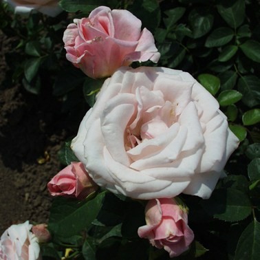 Vicuska - Floribunda rózsa