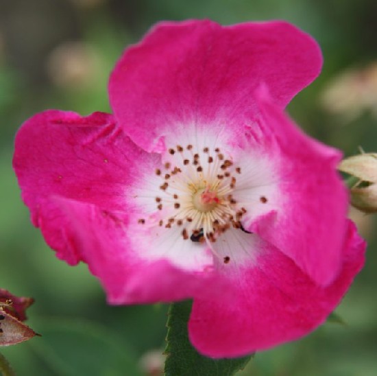 Villő - Polianta rózsa