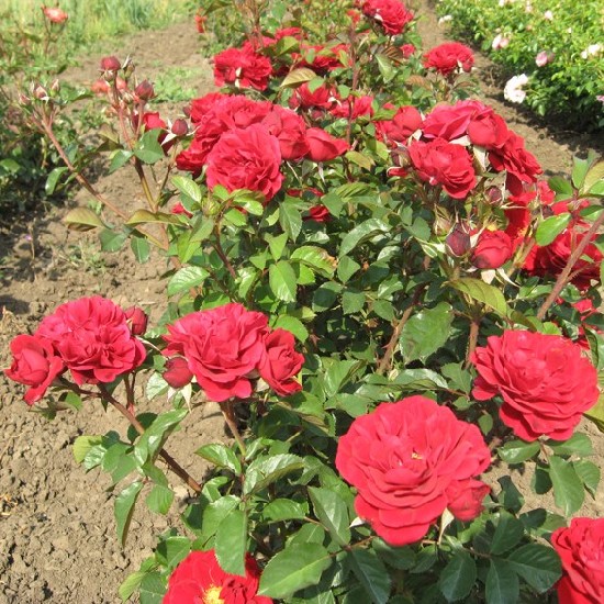 Vörösmarty Mihály emléke - Floribunda rózsa