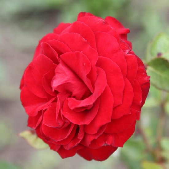 Zaréna - Floribunda rózsa
