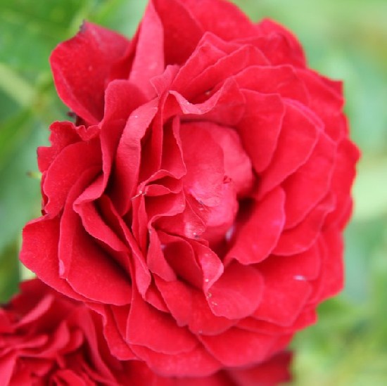 Zórika - Polianta rózsa