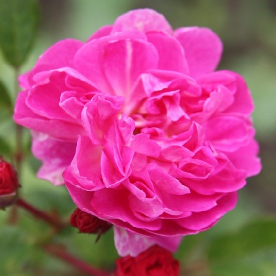Zsámbék - Miniatűr rózsa